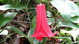 Flora y Fauna  Zona Sur de Chile [upl. by Westfahl]