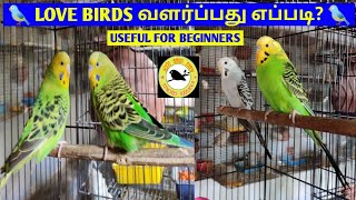 LOVE BIRDS வளர்ப்பது எப்படி  LOVE BIRDS BREEDING TIPS FOR BEGINNERS  தமிழ்  LOVE BIRDS DETAILS [upl. by Emmit238]