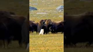 Musk ox [upl. by Herman]