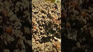 ants repair their nest filled with water and earth insects ants hormigas [upl. by Chemar]