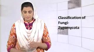 Biology Fsc Part 1 Chapter 8 Classification of fungi Zygomycota  Biology [upl. by Hess804]