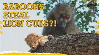 Why Baboons Steal Cubs of Lions [upl. by Yanehc]