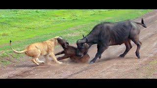 Lions hunting a buffalo Serengeti NP Tanzania [upl. by Aicia76]