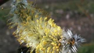 The amazing beauty and variety of willow Catkins [upl. by Heise358]