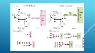 biochemistry glycoconjugates [upl. by Stefano]