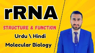 rRNA Structure and function  Ribosomal RNA  synthesis of Ribosome  Shahzad Rasool lecture rrna [upl. by Devi212]