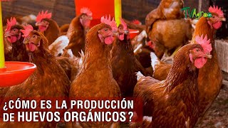 Cómo es la producción de huevos orgánicos  TvAgro por Juan Gonzalo Angel Restrepo [upl. by Ardussi]