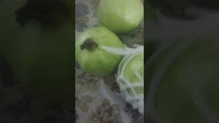 Guava and cucumber 🥒 and papaya  fruits 😋  subscribe [upl. by Kalb]