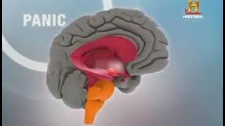 EL CEREBRO HUMANO EL ORGANO MÁS COMPLEJO Y MARAVILLOSO [upl. by Leak]