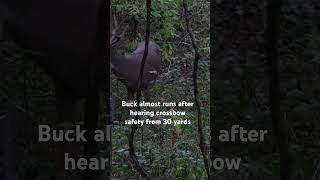 Whitetails have crazy hearing hunting bucks [upl. by Gusti]