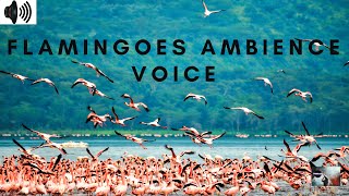 FLAMINGOES AMBIENCE VOICE  BIRDS  FLOCK  WADING BIRDS TRIZZLER [upl. by Anaz51]