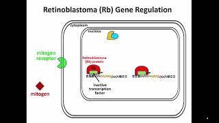 3452 Rb Gene Encodes Transcription Factor Regulatory Subunit [upl. by Aisyram]