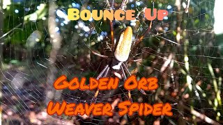 Golden Orb Weaver Spider Trichonephila clavipes trinidadandtobago wildlife animals spiders [upl. by Verge480]