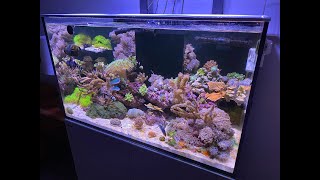 Red Sea Reefer 250 Tank Tour and Equipment [upl. by Aedrahs854]