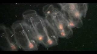 Pelagic Tunicates Roam the Worlds Oceans [upl. by Manella]