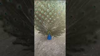 Peacock feathers🦚 peacock birds nature shortfeed viralshort trendingshorts youtubeshorts yt [upl. by Nivart]