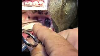 Elongated soft palate resection on a Frenchy [upl. by Oflodor879]