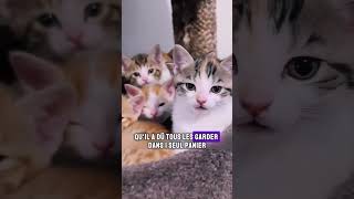 Les Aventures de Callie  Une Chatte et Ses Chatons chat aventure animaux shorts [upl. by Merri]