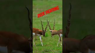 Deer fighting amazing view deer deers fighting amazing shorts short trending trend new [upl. by Hayne]