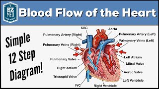 Blood Flow Through the Heart Made Easy  Cardiac Circulation Animation [upl. by Ressan648]