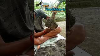 শিকড় ছাঁটাইয়ের পর Fungicide এর ব্যবহার Part 7 shorts bangla rootpurning gardeningtips viral [upl. by Lindo]