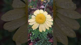 Yellow Shasta Daisy Banana Cream Leucanthemum superba flowers plants nature beautiful [upl. by Germaun]