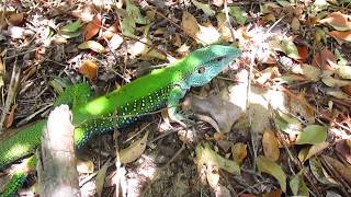 Lagarto bicodoce Ameiva ameiva De volta a natureza [upl. by Noslien142]