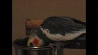 Pet Bird Recipe Brown Rice and Carrots [upl. by Aihsak739]