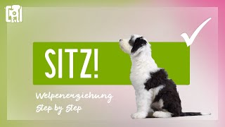 Welpen Sitz beibringen  Welpenerziehung Step by Step [upl. by Botzow590]