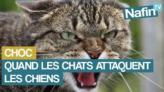 Quand les chats attaquent les chiens [upl. by Anayek]