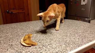 Oriental cat Vs banana [upl. by Gregory]