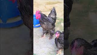 big chicks hen black murga chicken foryou hen [upl. by Silera389]