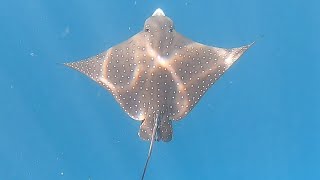 Snorkeling Maldives 122022 House reef hotel Lily Beach [upl. by Assirim]