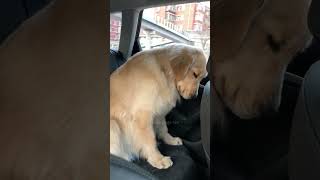 Episode 32  funny dogs 🤣🤣dog dogs funnydogs funnypetsmoments funnyvideo foryou [upl. by Emsmus]