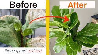 GARDENING  Save your ficus lyrata fiddle leaf fig and stimulate branching [upl. by Etteyniv644]