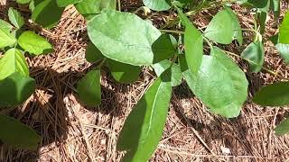 Toxicodendron radicans vs Toxicodendron pubescens [upl. by Netsud441]