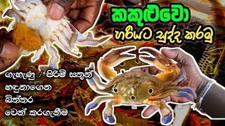 කකුළුවන් සුද්ද කරන ආකාරය  How To Crabs Cleaning gameeka [upl. by Limbert]