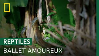 La querelle amoureuse du cobra royal [upl. by Ayrotal458]