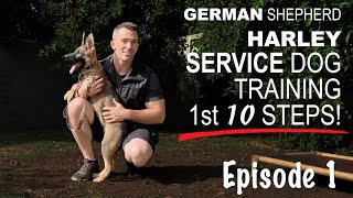 First Ten Steps When Training A Service Dog [upl. by Latsirk]