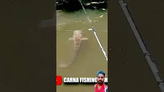 fish bass catfish bigfish silure fishbait bassfishing [upl. by Lowe]