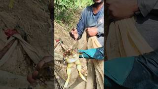 ఇదేం కప్ప రా మామ  MONSTER FROG 🐸 fishing villagefishinglife fishspecies fishingvideo fish [upl. by Soluk876]