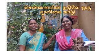 சென்னையில் நான் அமைத்து கொடுத்த மூலிகை தோட்டம்  Part 2 [upl. by Blanding273]