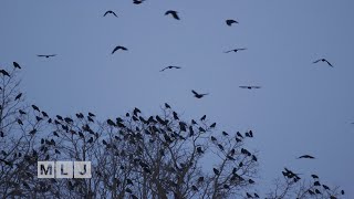 Crow Behavior [upl. by Aehr]