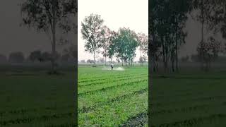 Lahsun me 🌿 herbicide ka upyog agriculture [upl. by Dougall]