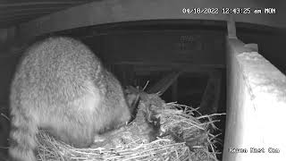 Raven Nest Cam Racoon egging more eggs [upl. by Haeluj159]