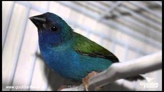 Forbes or Tricoloured Parrotfinch Erythrura Tricolor song [upl. by Novonod]