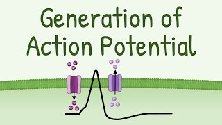 Generation of Action Potential  How Action Potential is Generated in neurons muscles etc [upl. by Philis]