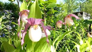 Ladyslipper Cypripedium Philipp kentuckiense x macranthos [upl. by Margaretta40]