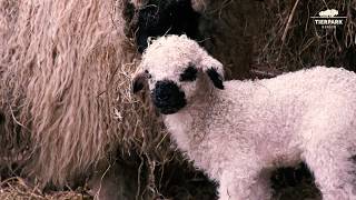 Kleines Walliser Schwarznasenschaf im Tierpark Berlin  Little Valais blacknose sheep [upl. by Nutsud898]