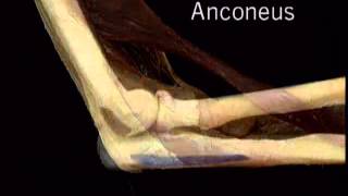 muscle anconeus [upl. by Joash376]